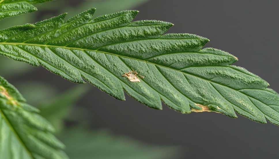 Detailed image showing caterpillars feeding on cannabis leaves. Understand how to identify caterpillars on cannabis plants.