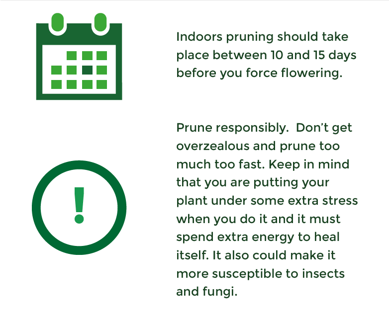 Pruning indoor