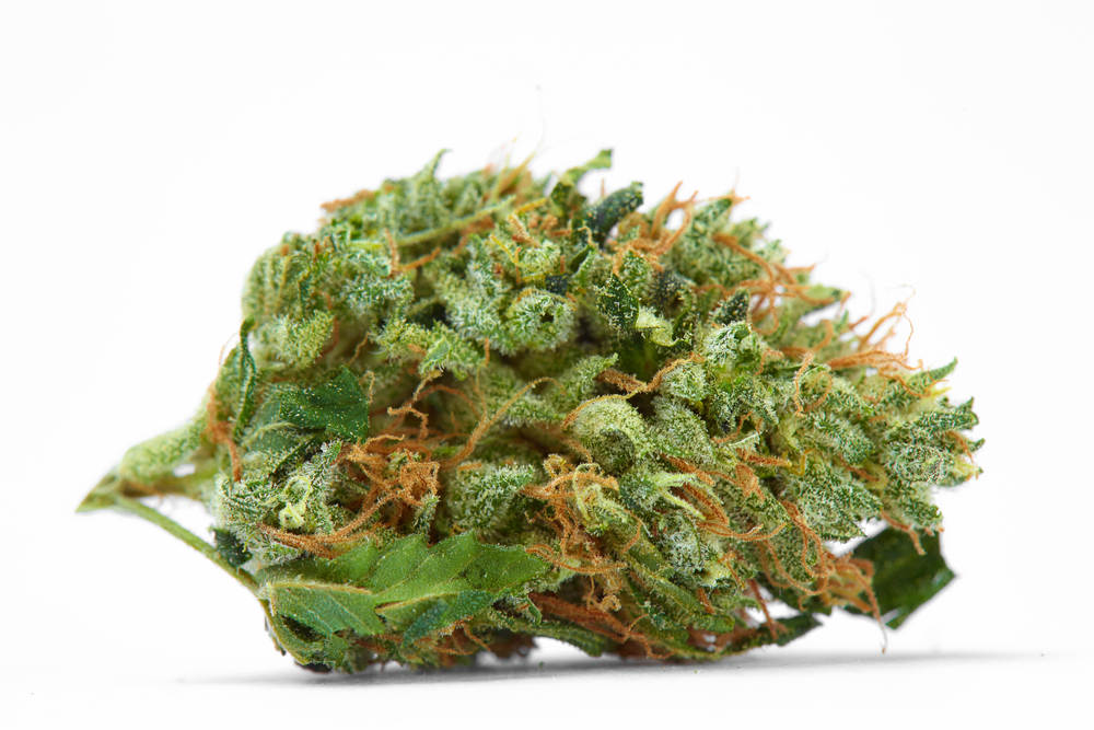 Close-up of Green Crack weed plant with dense green buds and orange pistils under grow lights