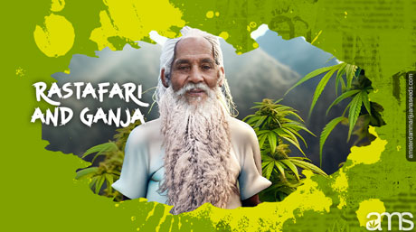 Rasta man in a field of marijuana