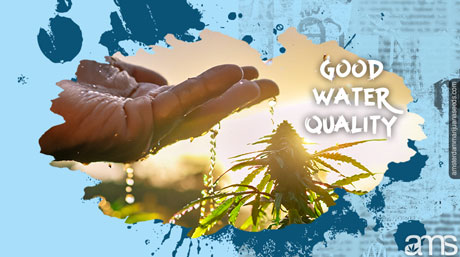 marijuana plant watered with quality water