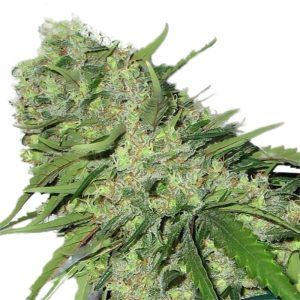 CBDoc ® Regular Marijuana Seeds