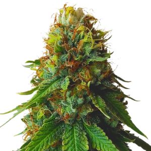 Green Crack Autoflower Seeds - Pure Good Vibes