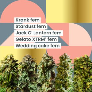 AMS Latest Greatest - 25th Anniversary Combo