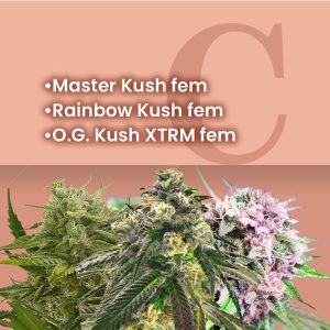 King Kush Feminized Combo