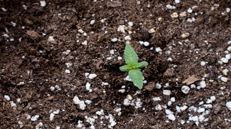Weed Seedling
